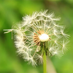 Dandelion in seed